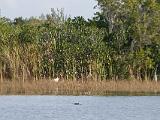 C Everglades 048 : Everglades